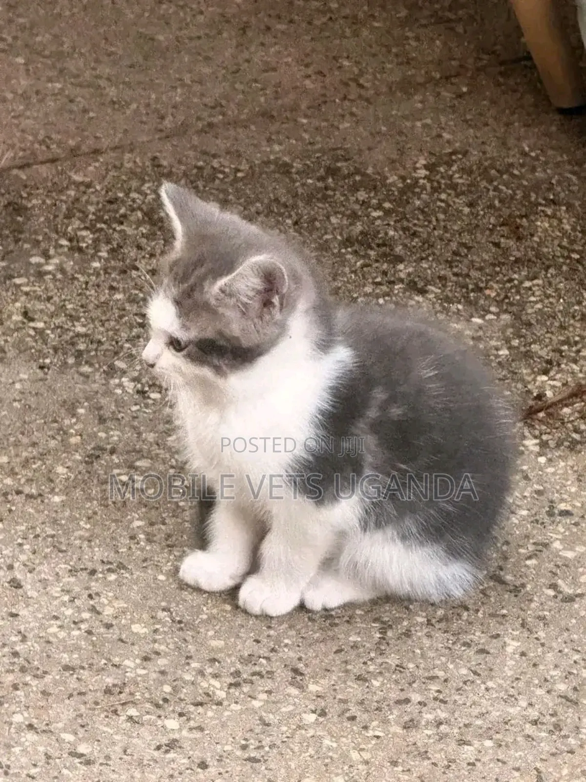 1-3 months Male Purebred Bombay