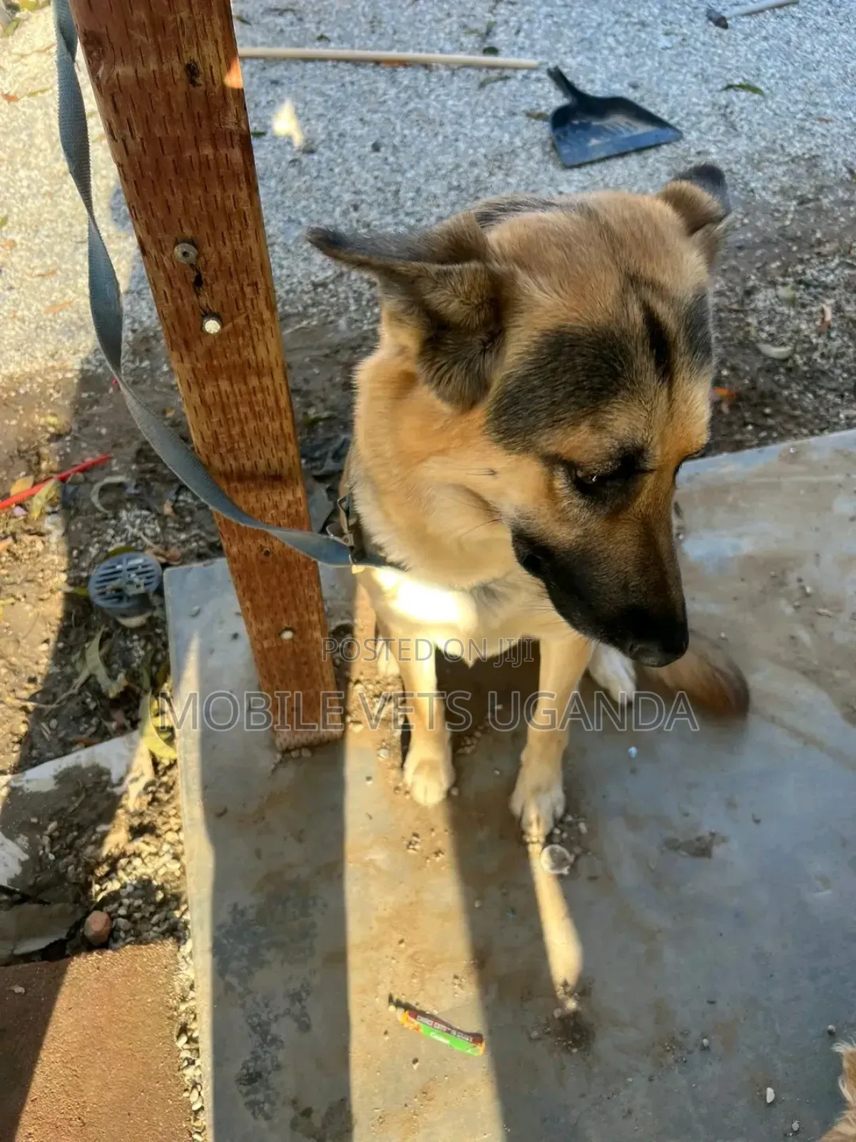 6-12 months Male Purebred German Shepherd