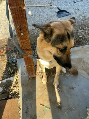 6-12 months Male Purebred German Shepherd
