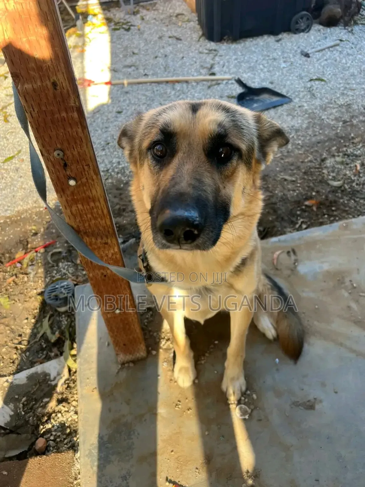 1+ year Female Mixed Breed German Shepherd