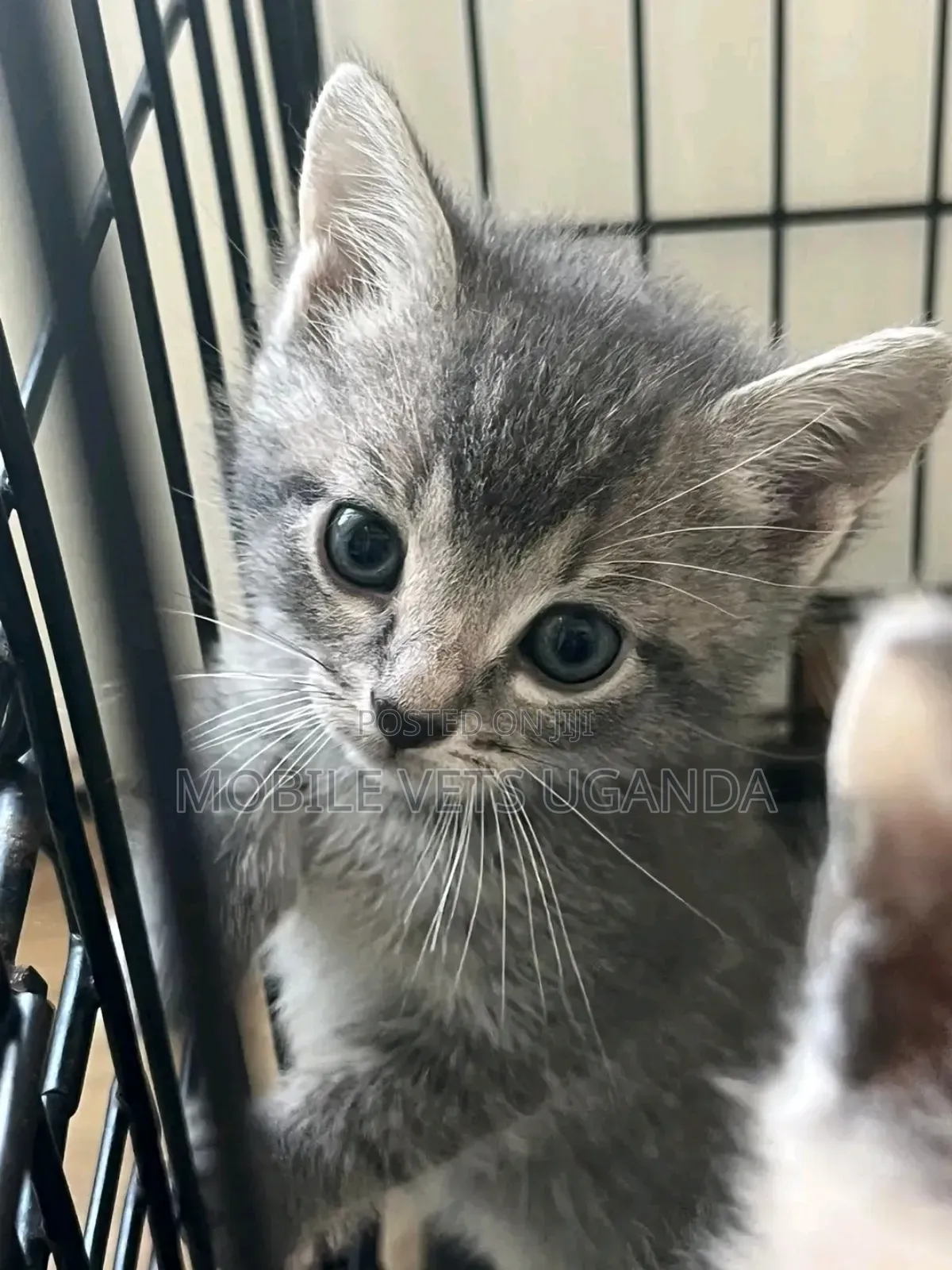 1-3 months Male Purebred Bombay