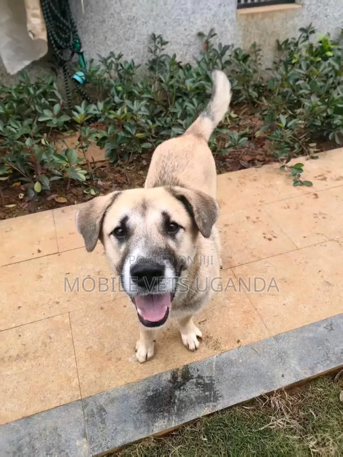 6-12 months Female Purebred German Shepherd