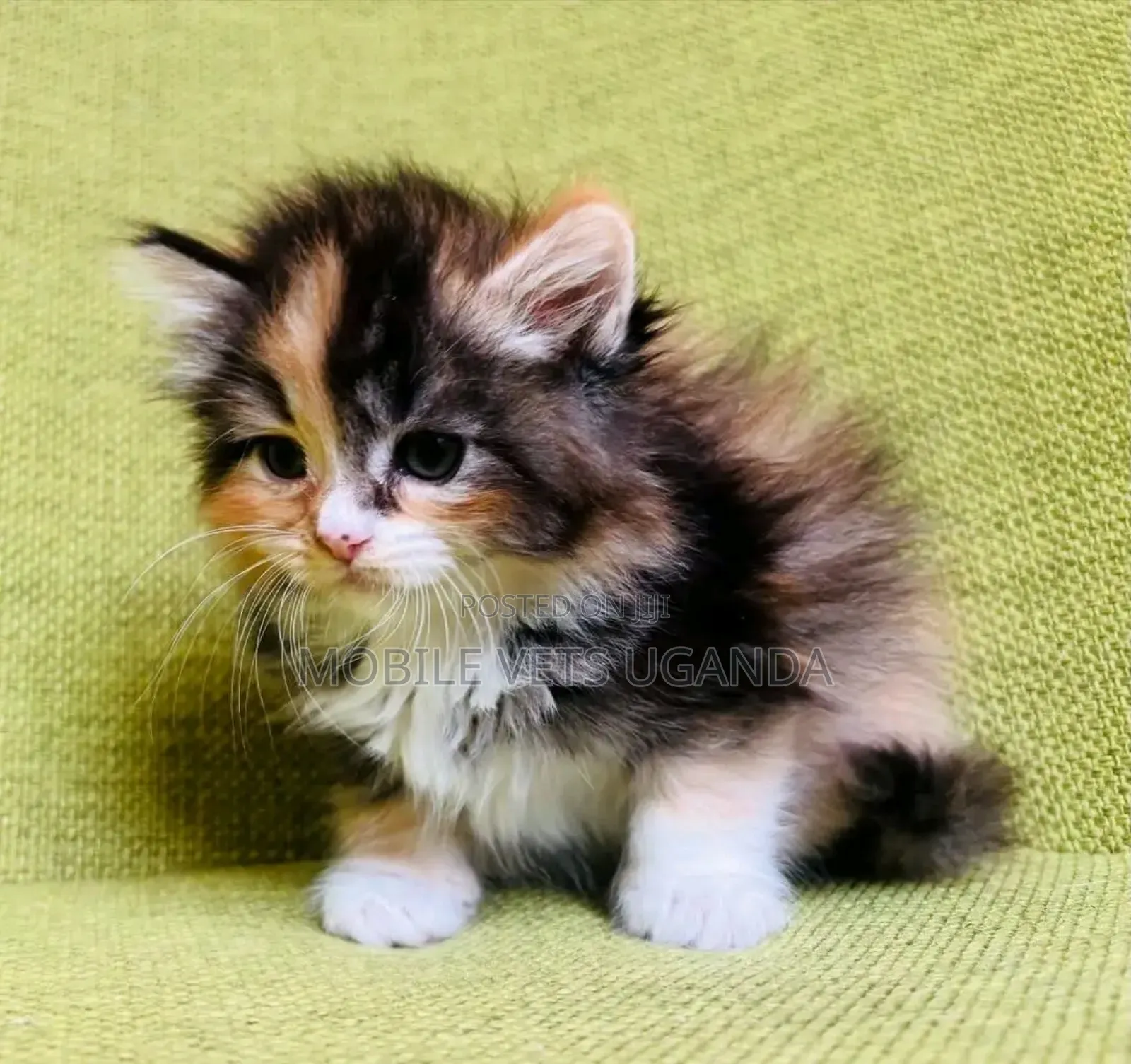 0-1 month Male Purebred Persian