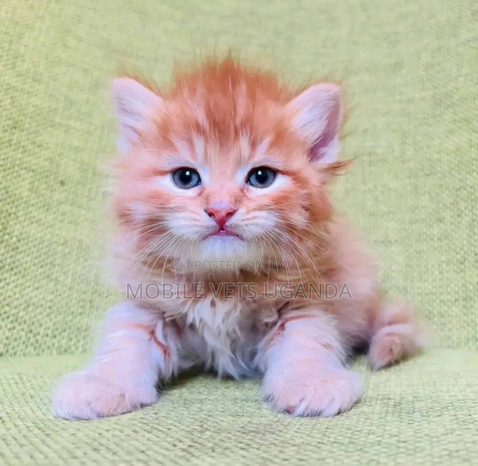 1-3 months Female Purebred Persian
