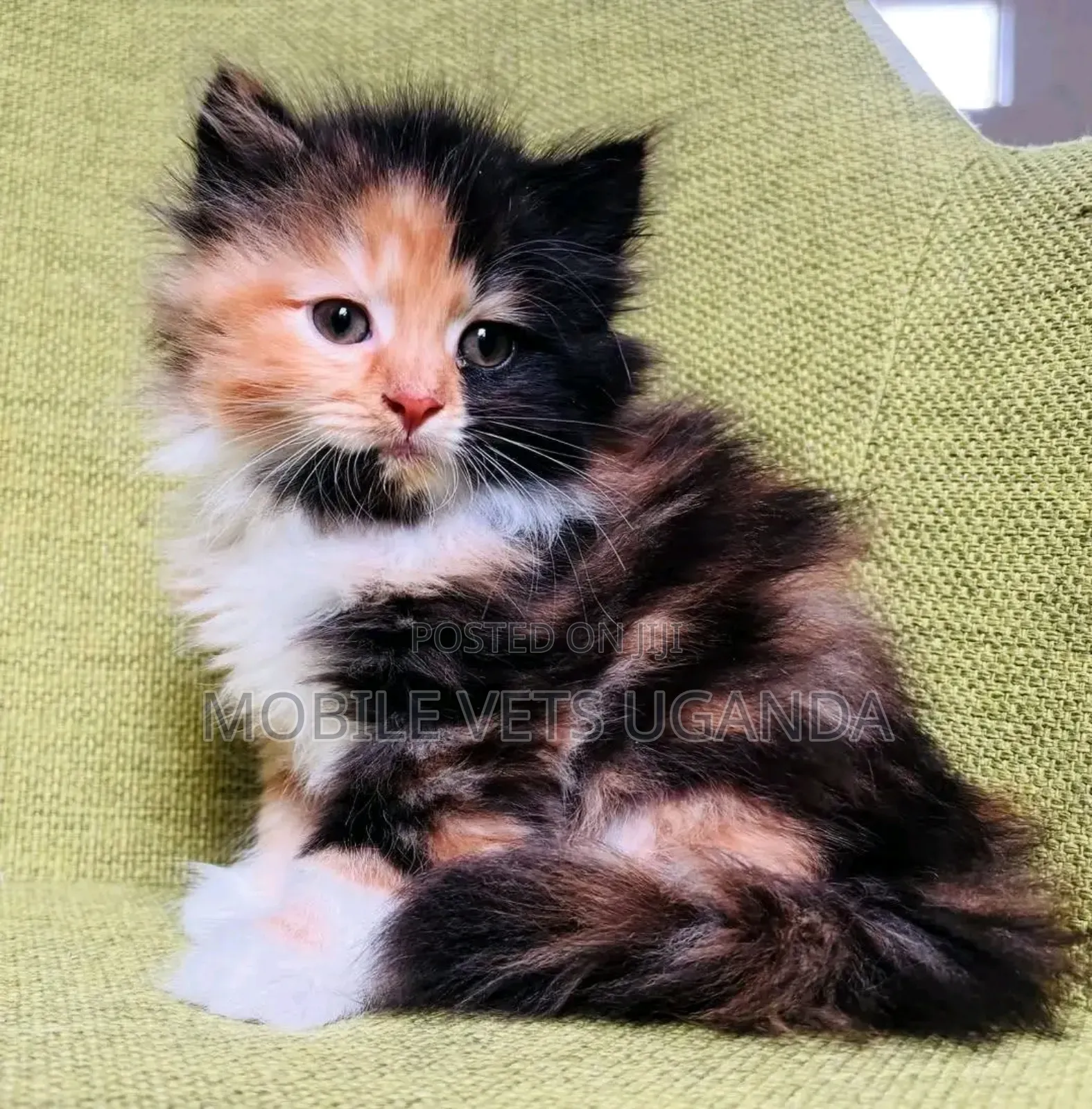 1-3 months Male Purebred American Shorthair