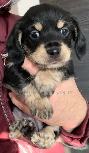 0-1 month Male Purebred Dachshund