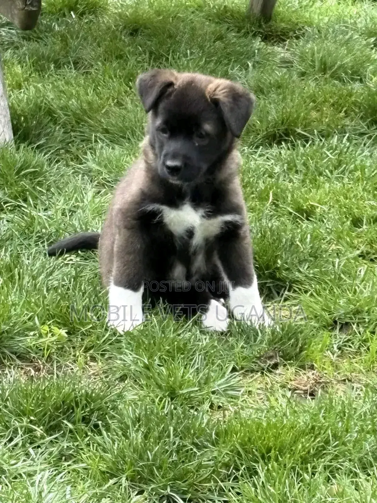 1-3 months Male Purebred Akita