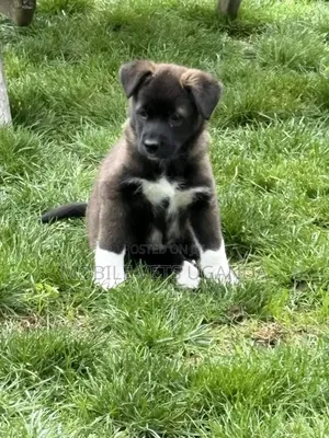 1-3 months Male Purebred Akita