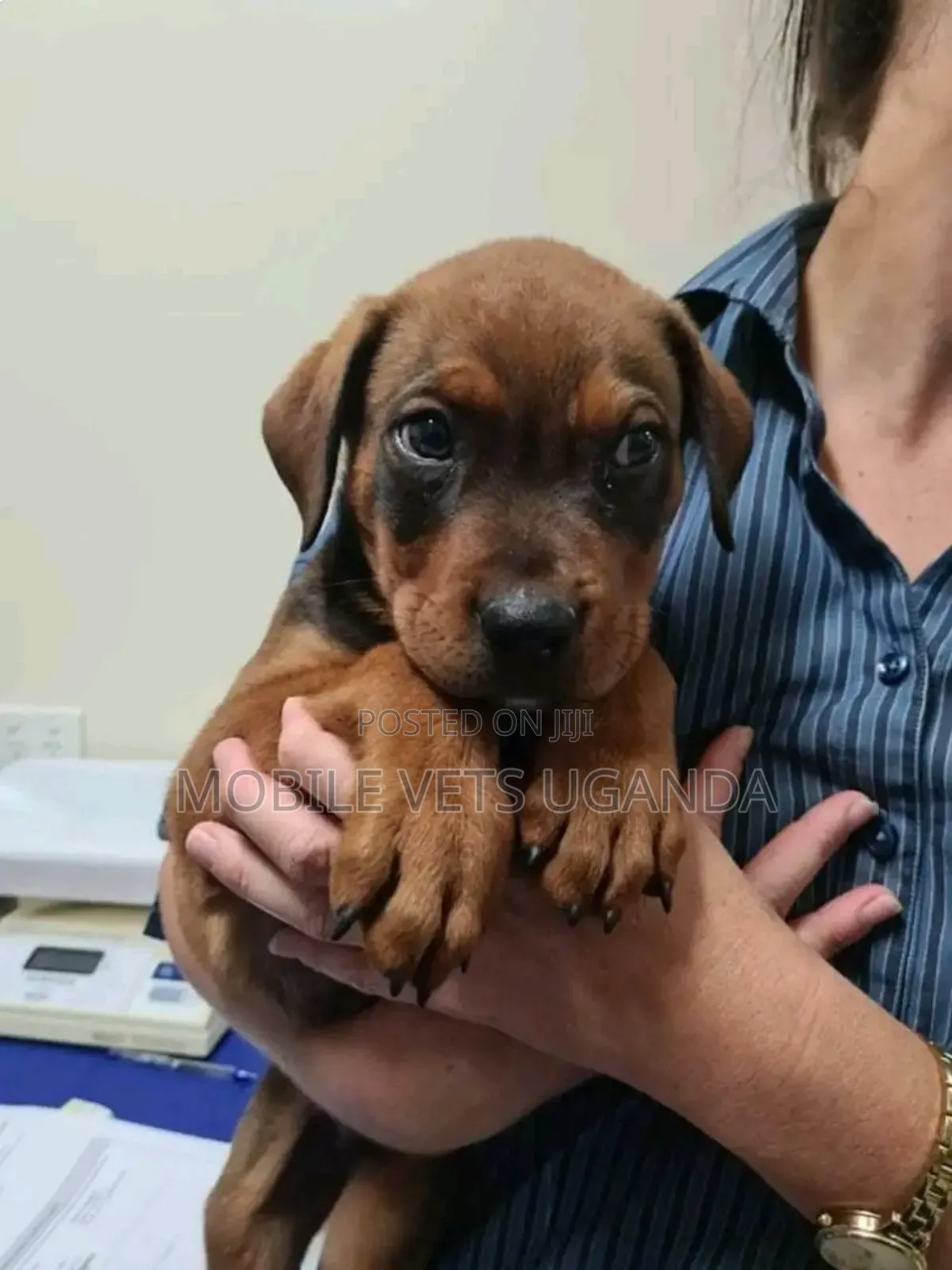 0-1 month Male Purebred Dachshund