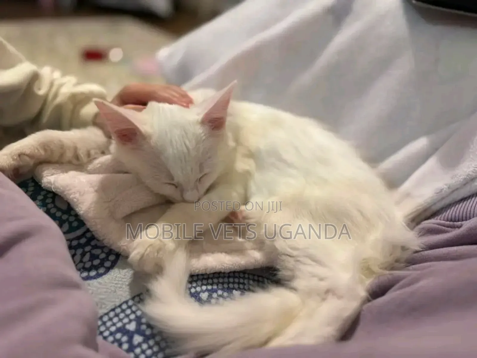 3-6 months Male Purebred Norwegian Forest