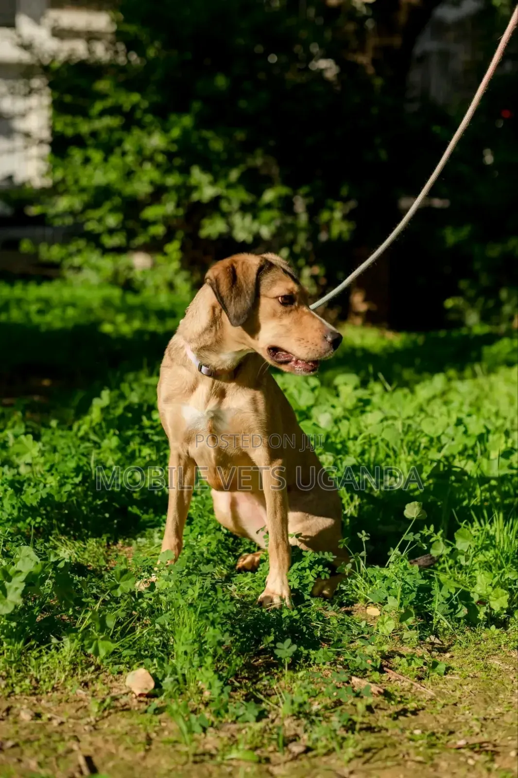 3-6 months Male Mixed Breed German Shepherd