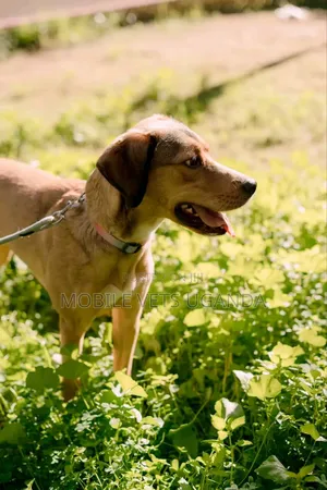 6-12 months Male Mixed Breed German Shepherd