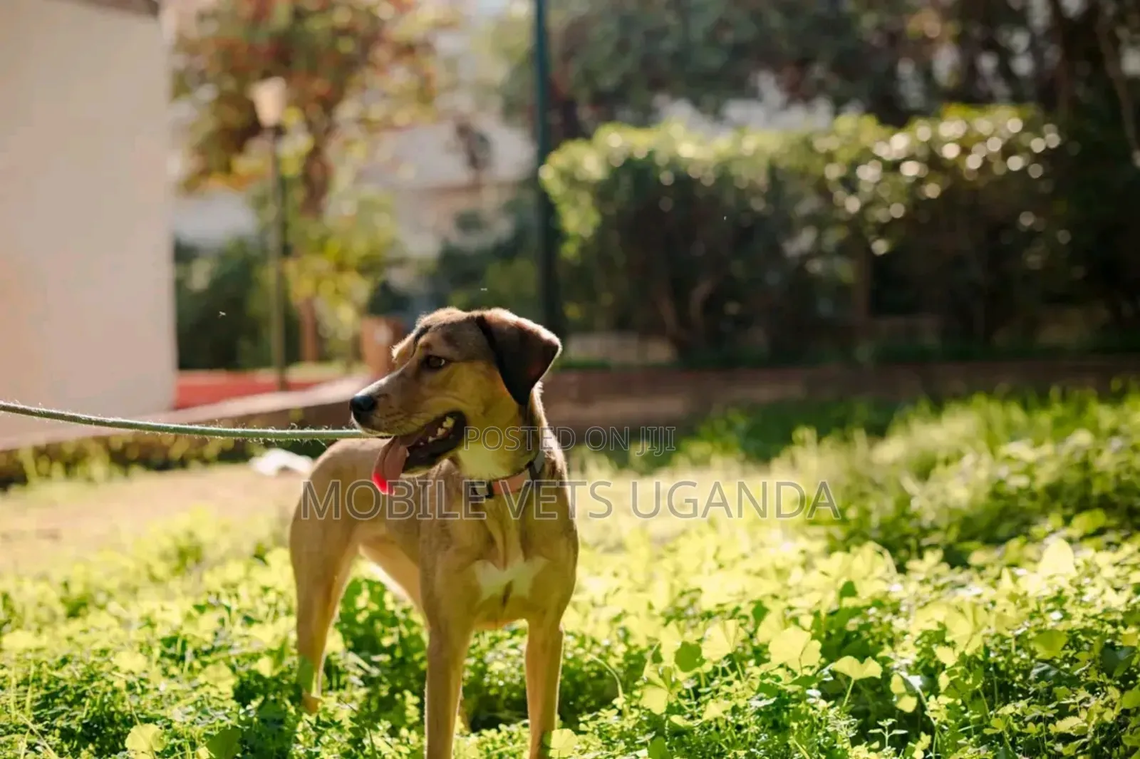 6-12 months Female Mixed Breed German Shepherd