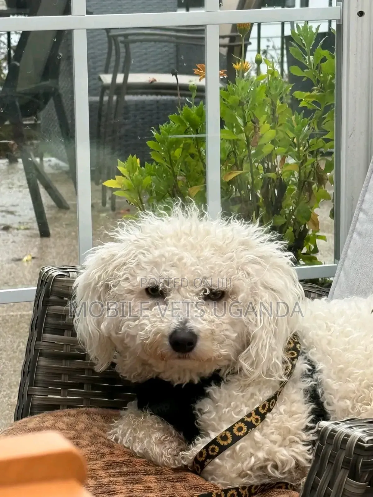 3-6 months Male Purebred Maltese