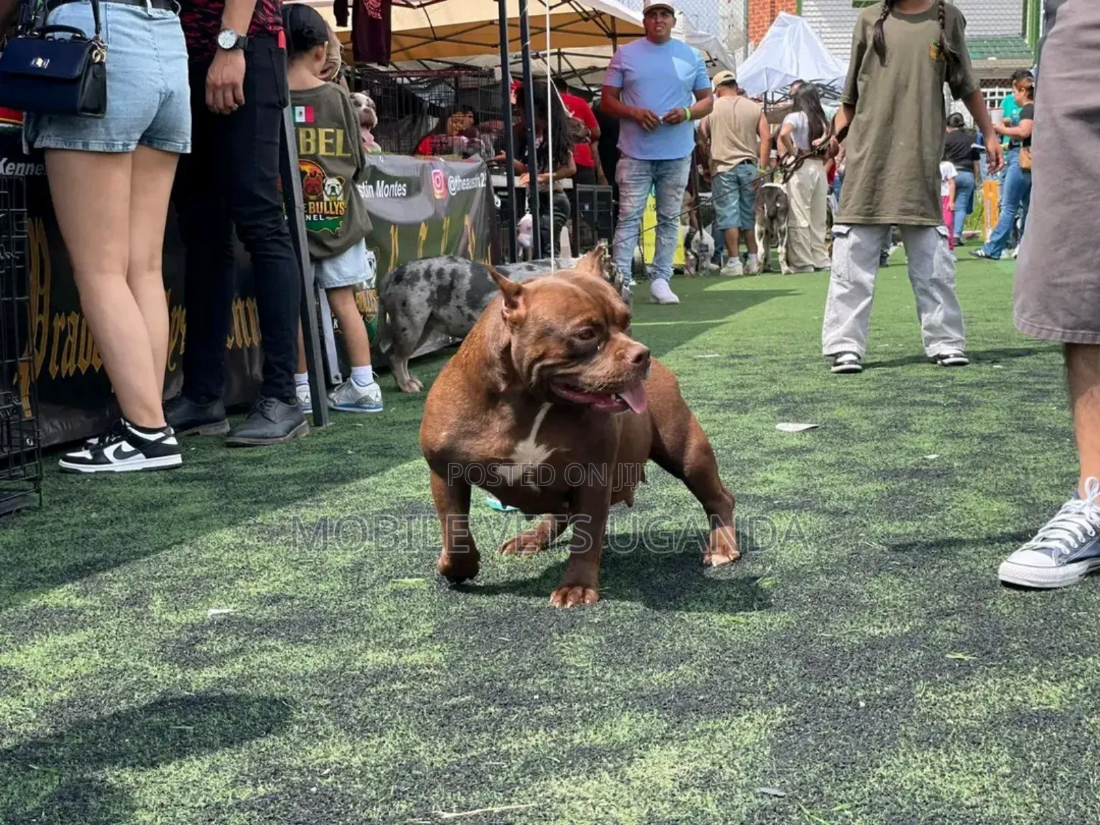 3-6 months Female Purebred American Bully
