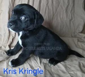 1-3 months Male Purebred Boerboel