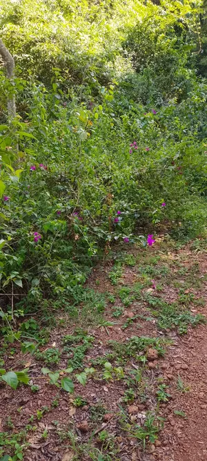 One Square Milo Land for Sale in Nakaseke Ngoma 13m Each Acre