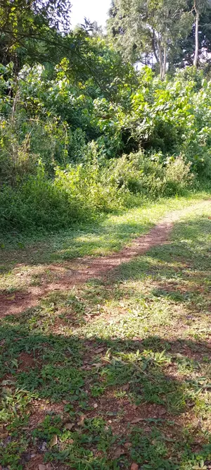 One Square Milo Land for Sale in Nakaseke Ngoma 13m Each Acre