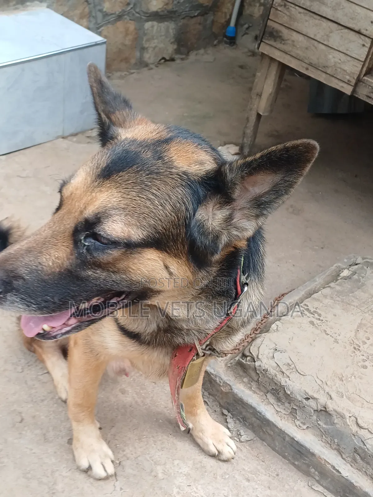 3-6 months Female Purebred German Shepherd
