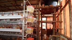 H Type Cages