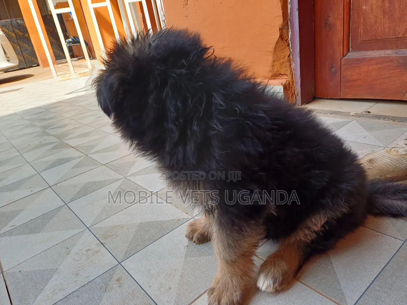 1-3 months Female Purebred German Shepherd