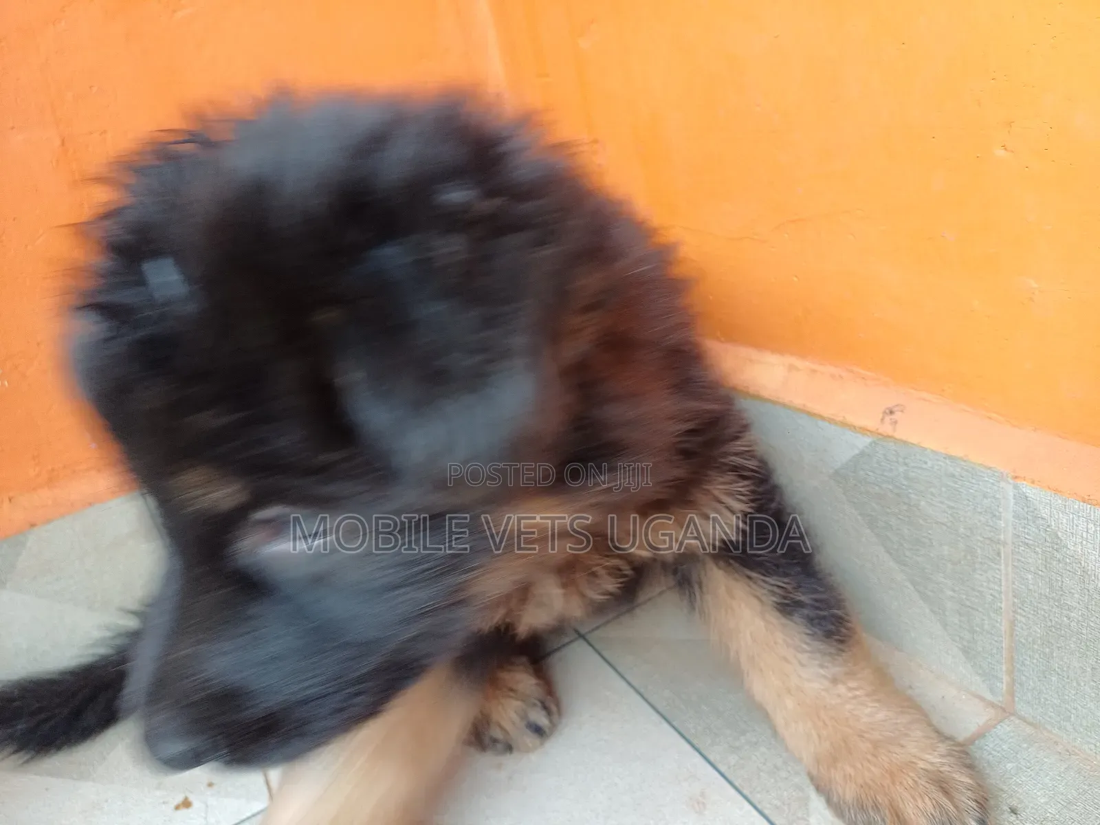 0-1 month Male Purebred German Shepherd