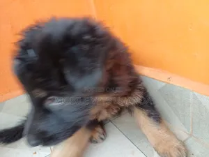 0-1 month Male Purebred German Shepherd