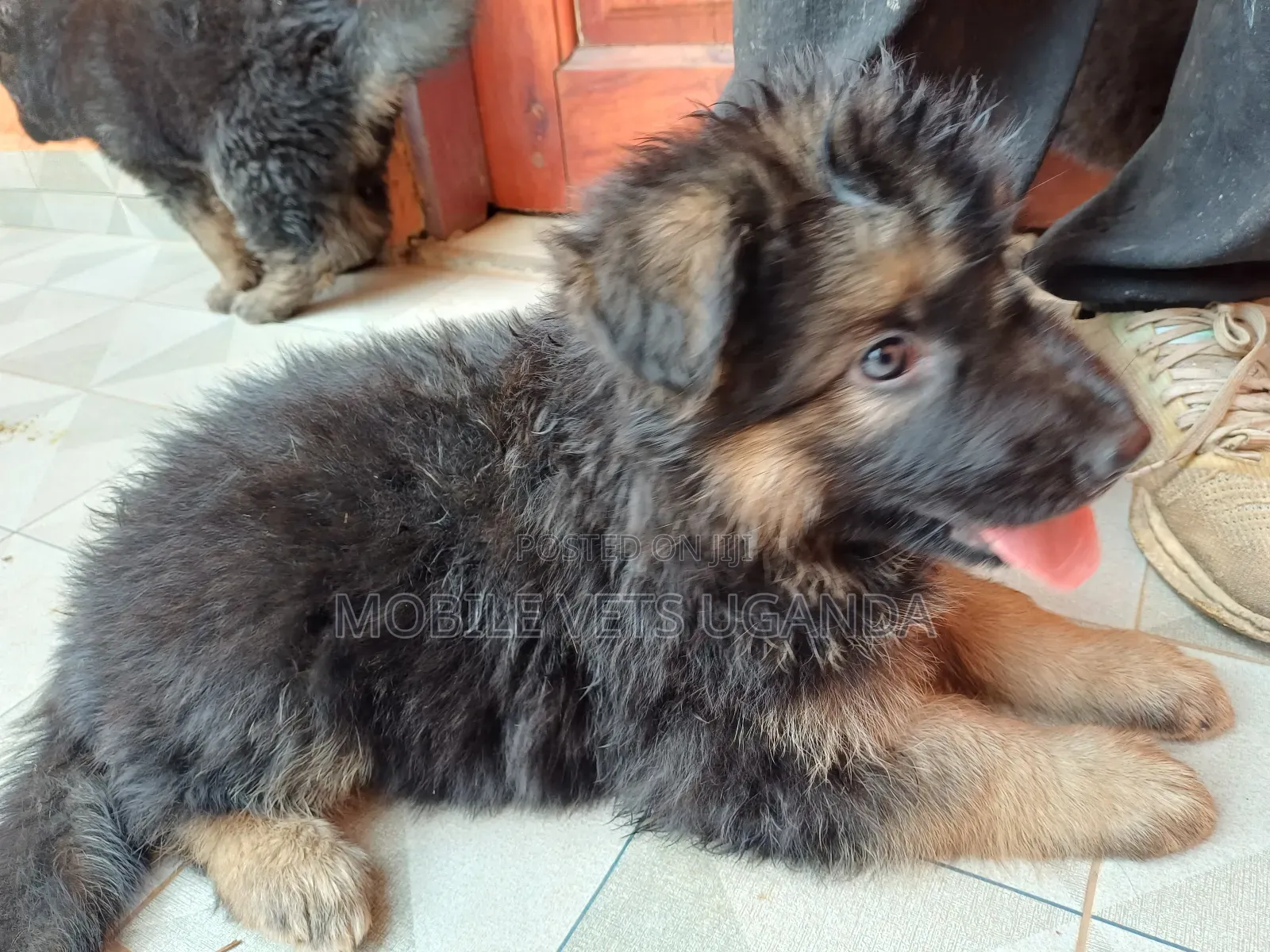 3-6 months Male Purebred German Shepherd