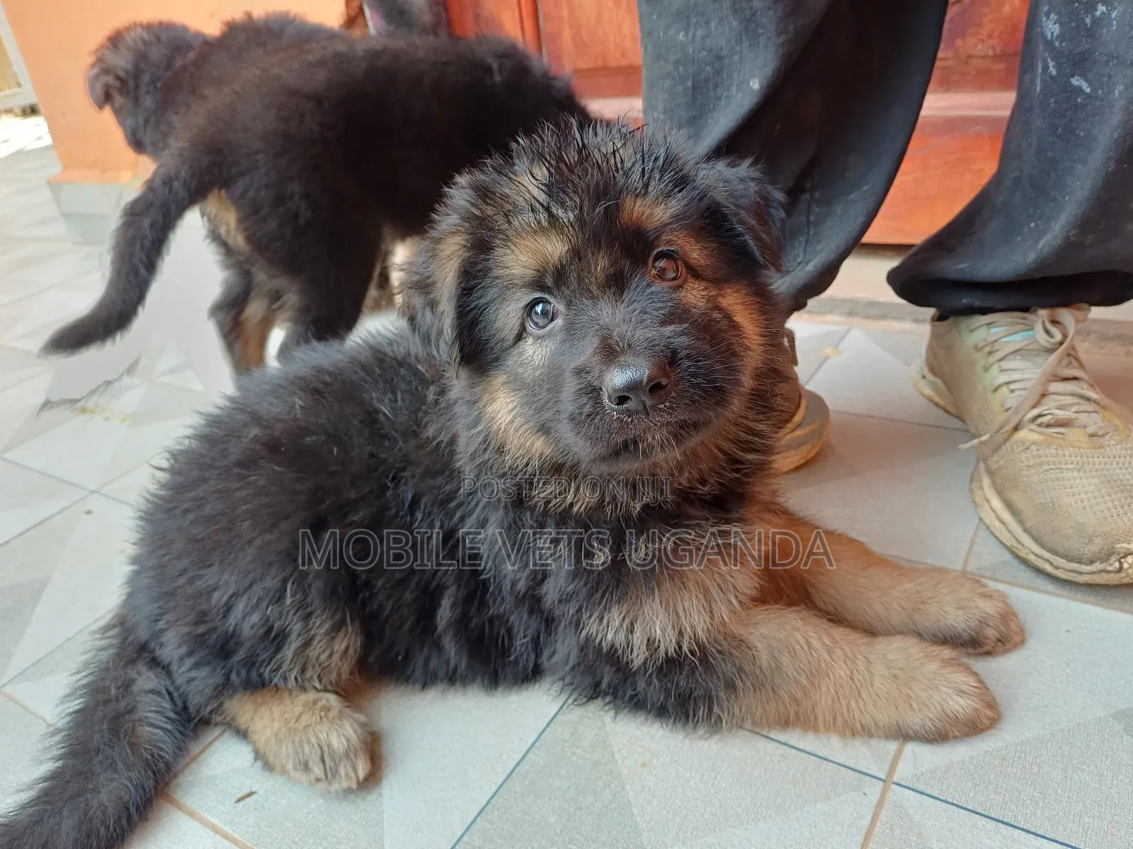 0-1 month Female Purebred German Shepherd