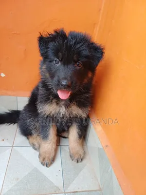 1-3 months Female Purebred German Shepherd
