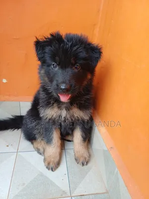 1-3 months Male Purebred German Shepherd