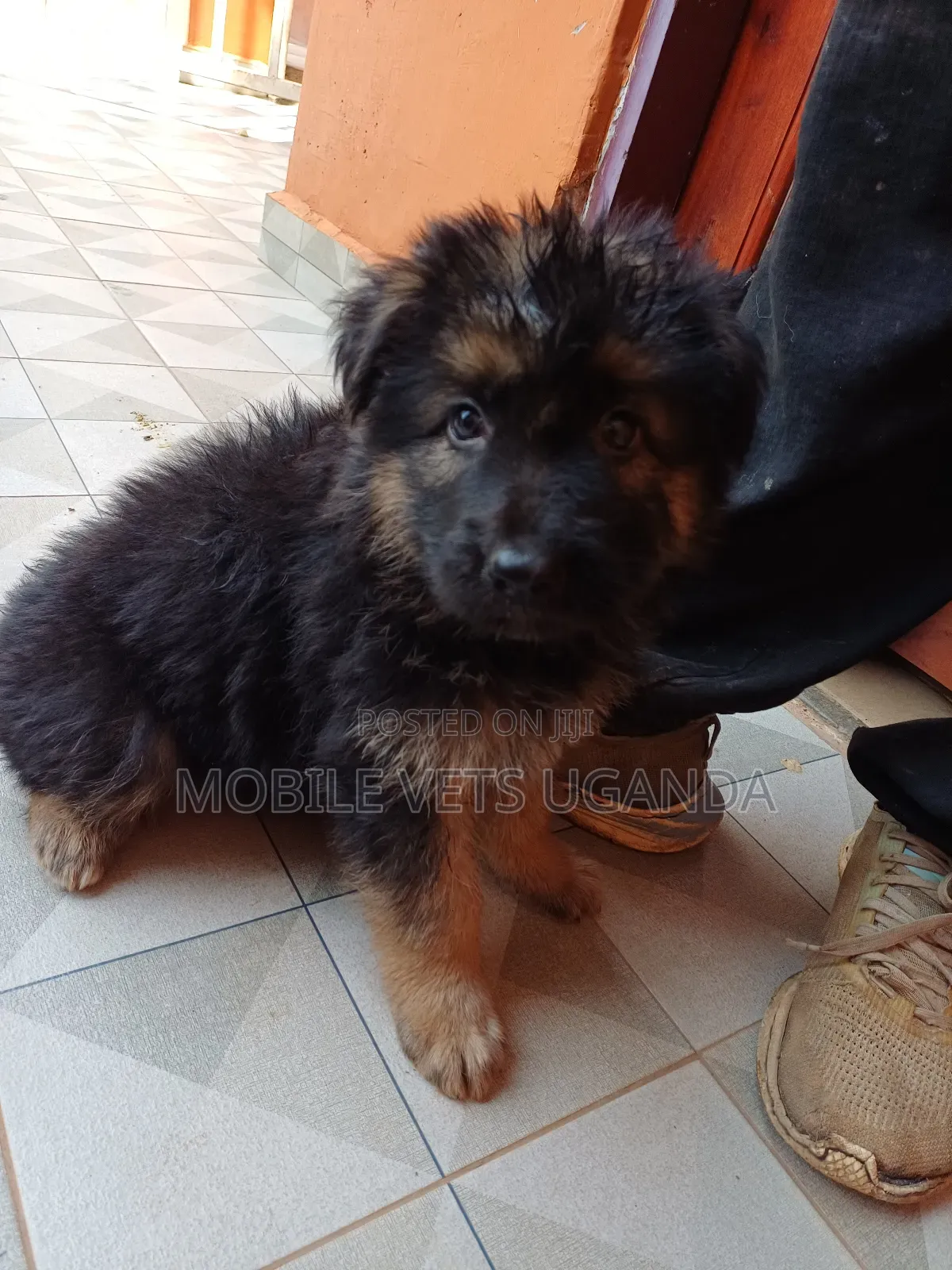 1-3 months Male Purebred German Shepherd