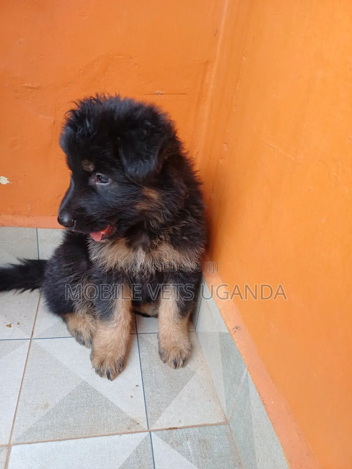 3-6 months Male Purebred German Shepherd