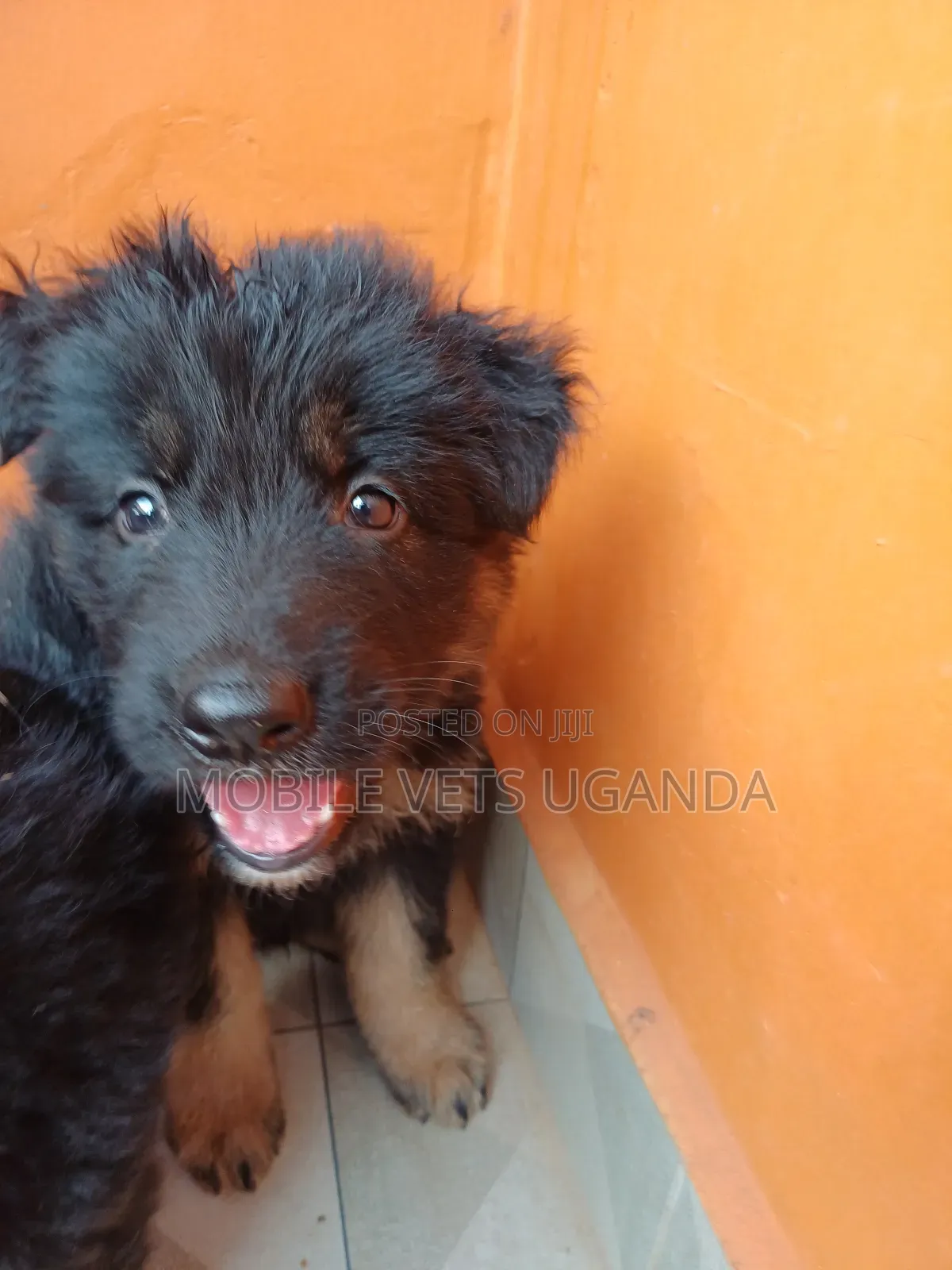 3-6 months Male Purebred German Shepherd