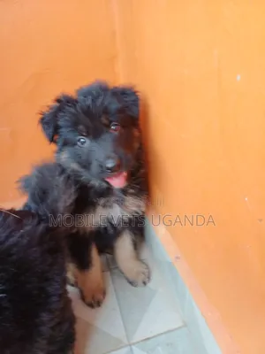 0-1 month Female Purebred German Shepherd