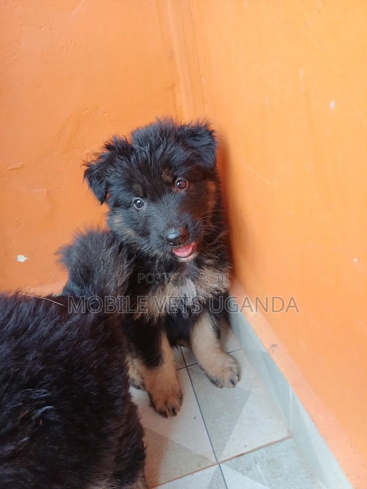 3-6 months Female Purebred German Shepherd