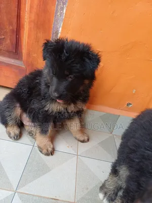 0-1 month Male Purebred German Shepherd