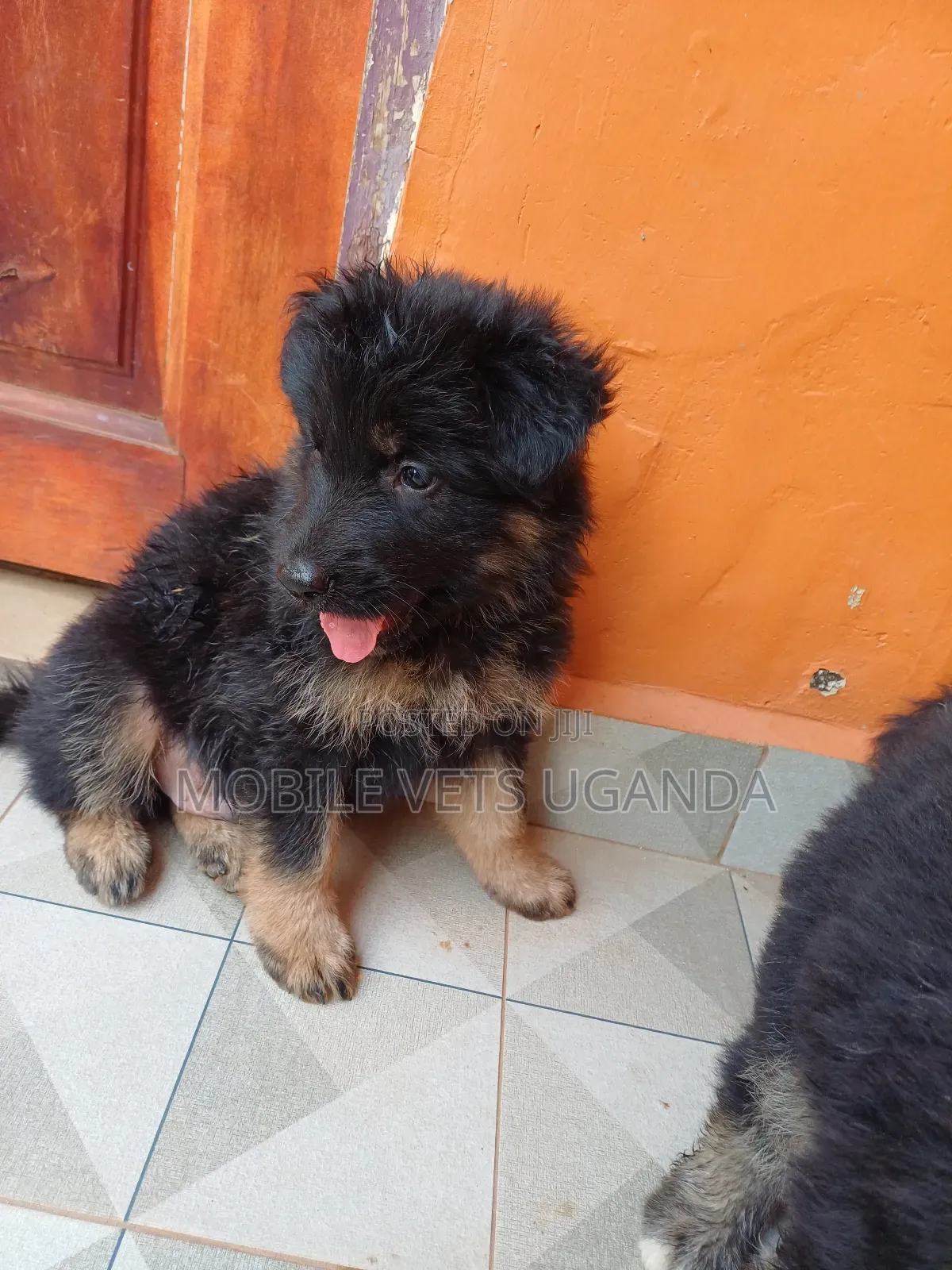 3-6 months Male Purebred German Shepherd