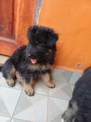 3-6 months Male Purebred German Shepherd