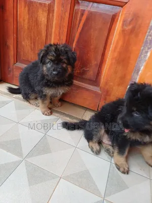 0-1 month Male Purebred German Shepherd
