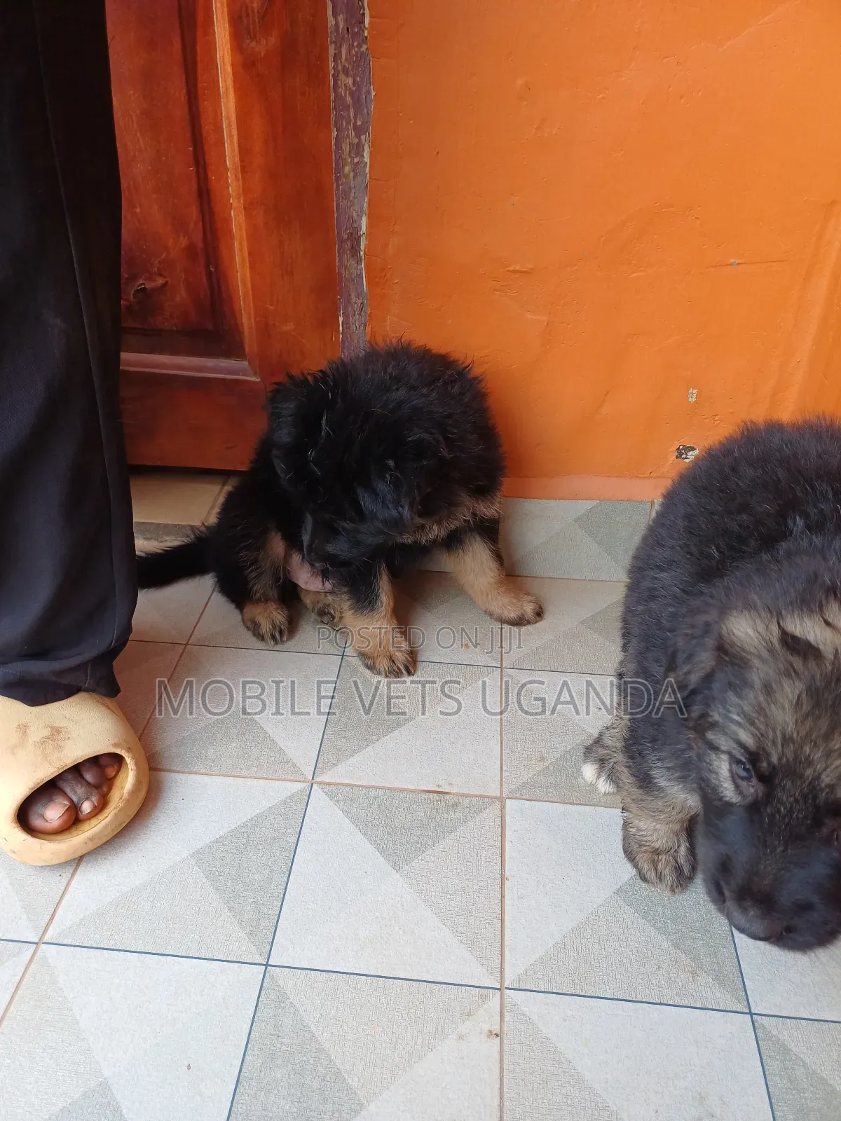 1-3 months Male Purebred German Shepherd