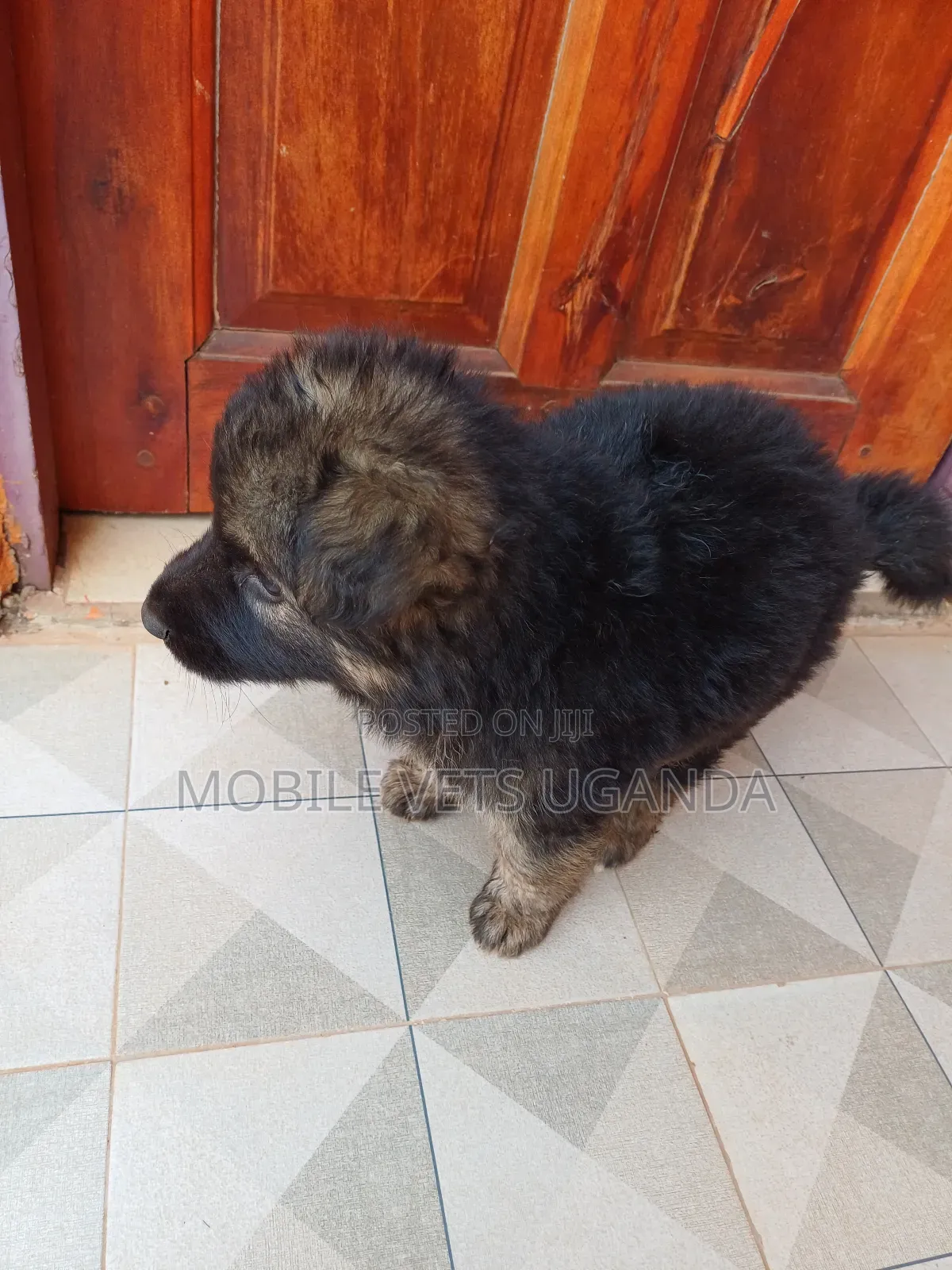 3-6 months Female Purebred German Shepherd