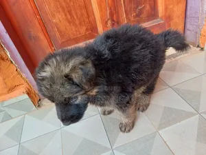 0-1 month Male Purebred German Shepherd
