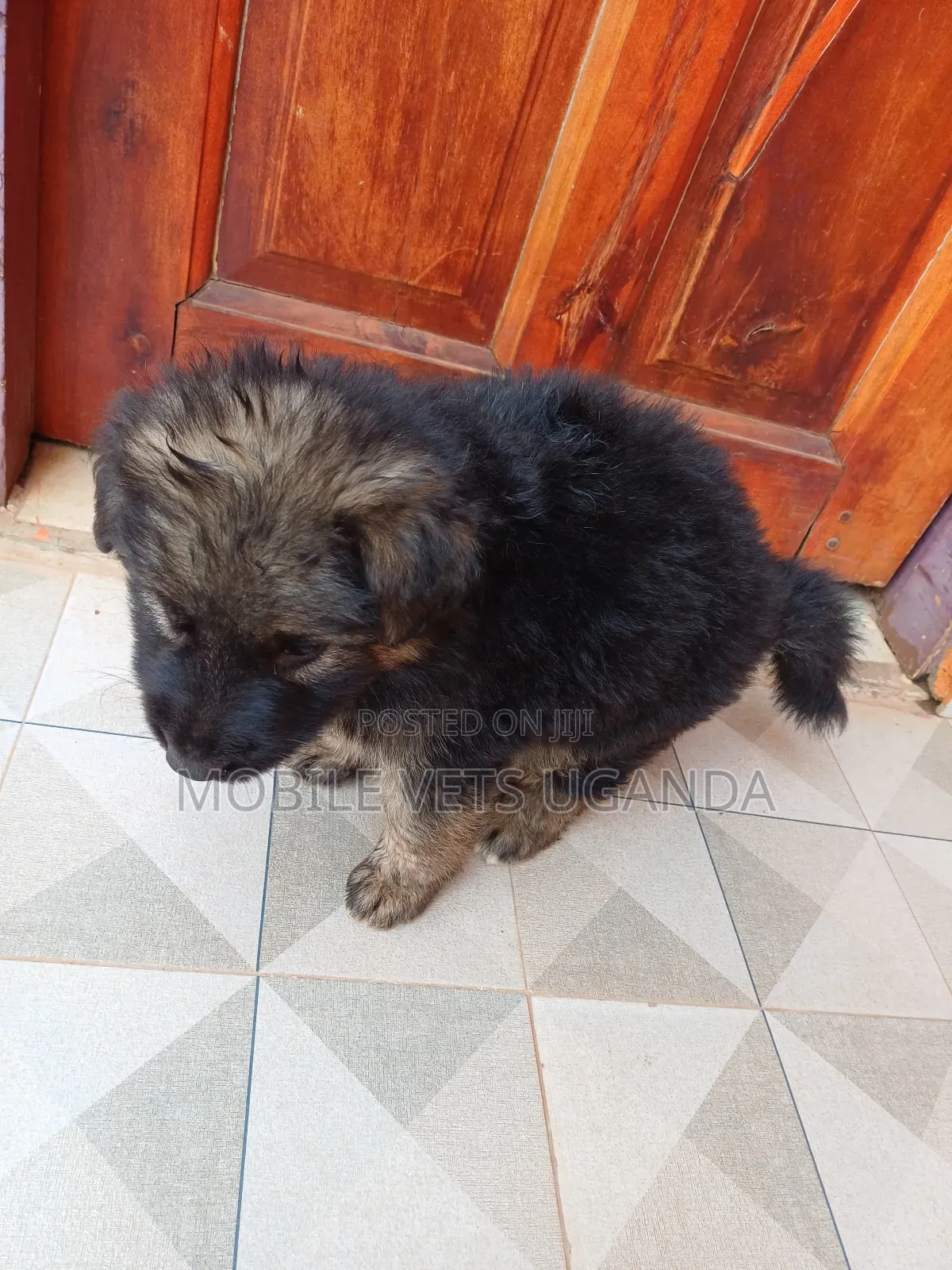 0-1 month Female Purebred German Shepherd