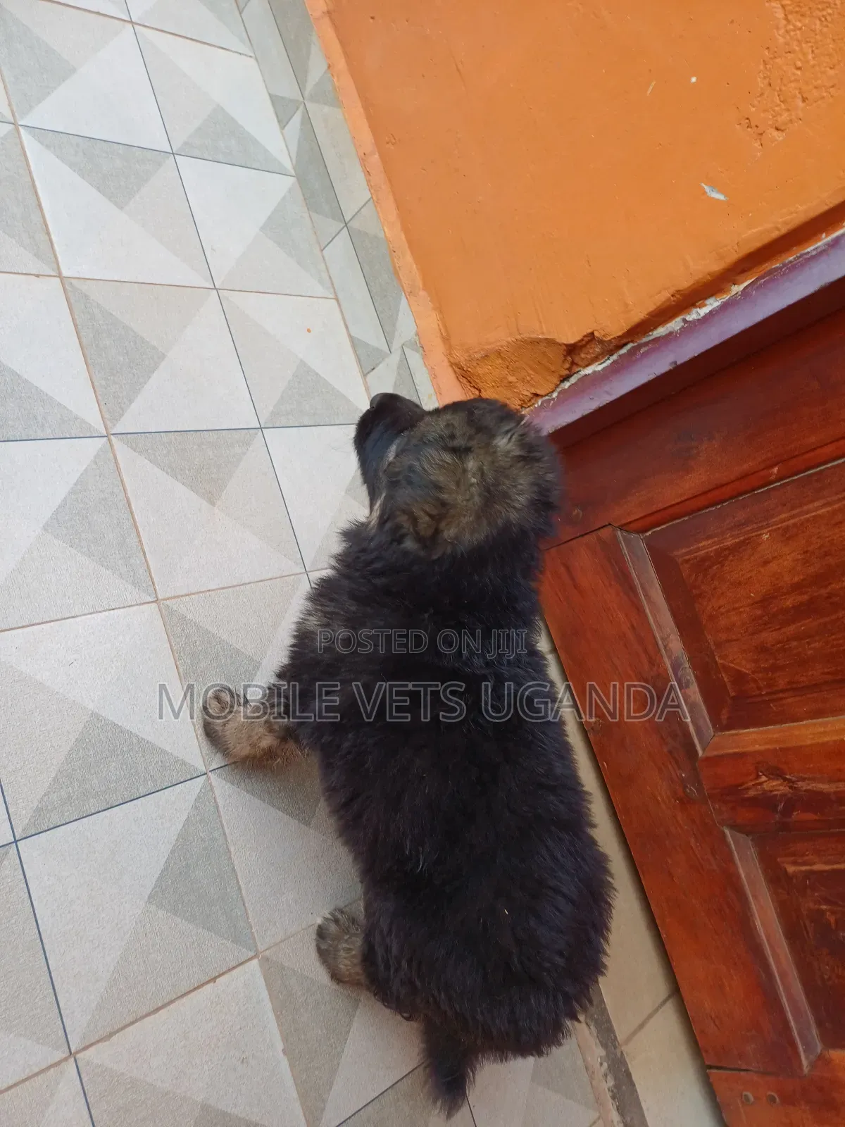 0-1 month Male Purebred German Shepherd