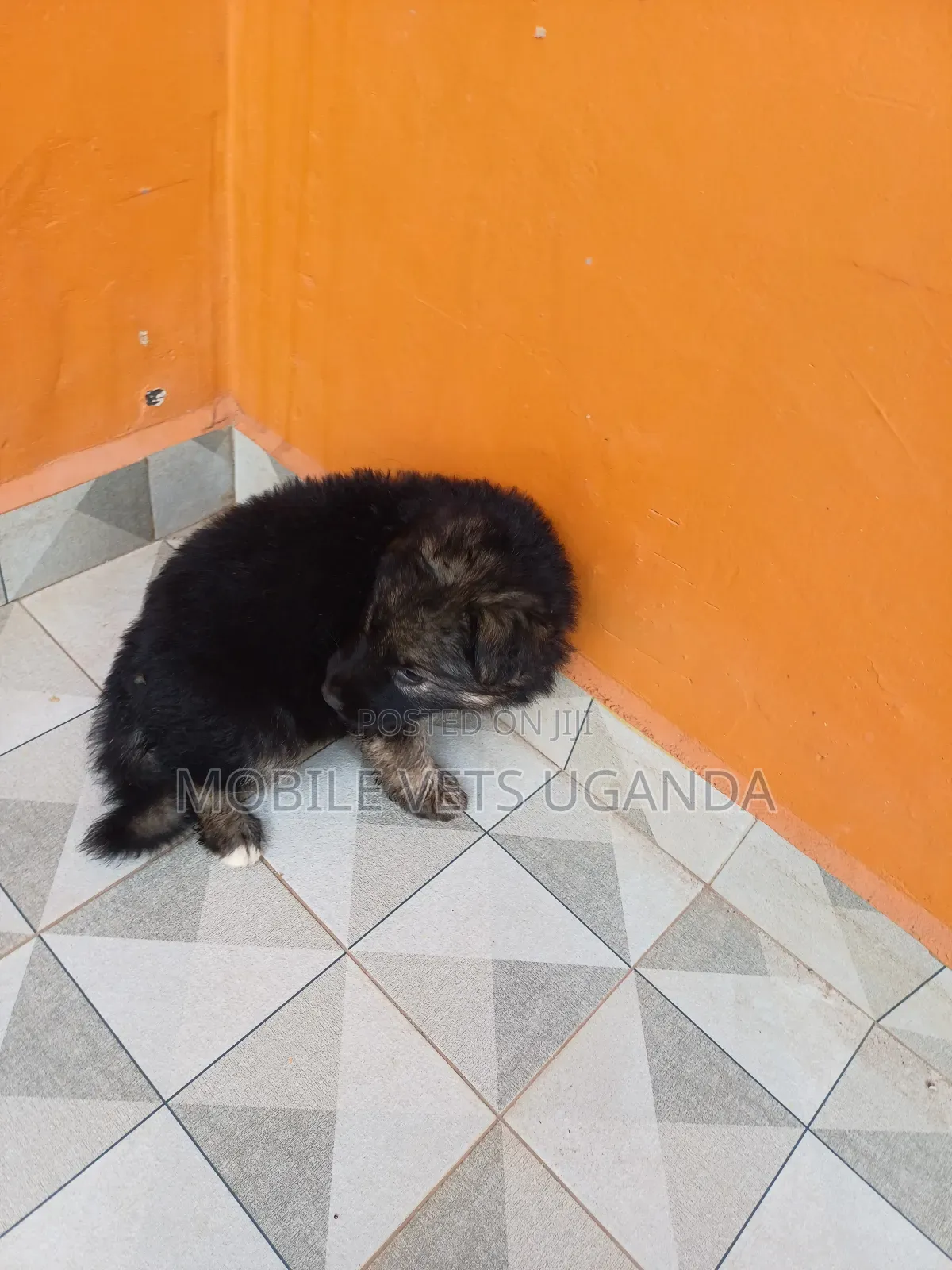 1-3 months Male Purebred German Shepherd