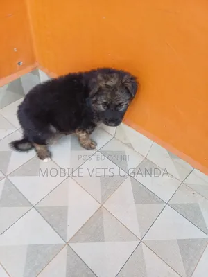 3-6 months Female Purebred German Shepherd