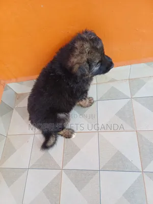 1-3 months Male Purebred German Shepherd