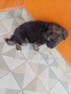 1-3 months Male Purebred German Shepherd