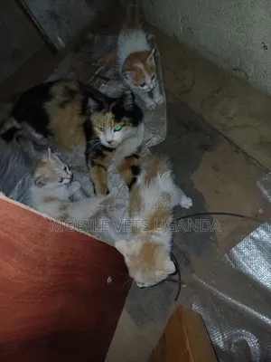 1-3 months Female Purebred American Bobtail